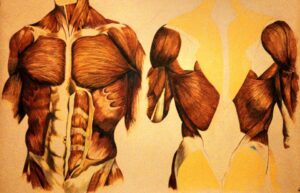 Male Torso. Colored Pencil