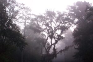 4593344-Misty_mysticism_surrounds_you_at_every_turn_Daufuskie_Island